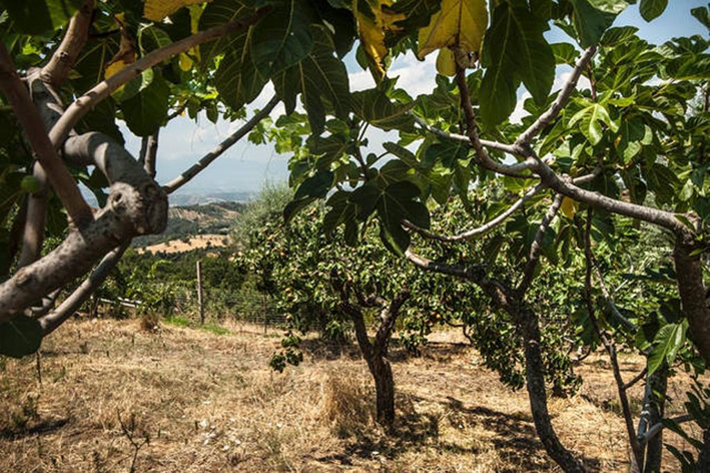 Agriturismo Miracco Atanasio Franco "Il Maniero" Santa Sofia d'Epiro Ngoại thất bức ảnh