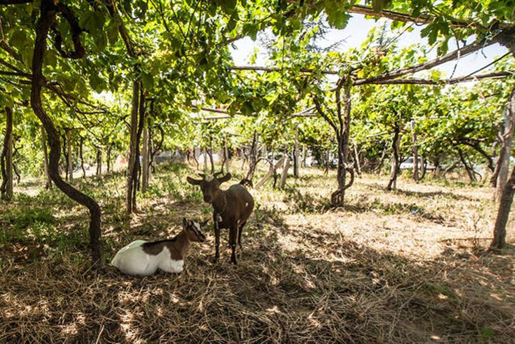 Agriturismo Miracco Atanasio Franco "Il Maniero" Santa Sofia d'Epiro Ngoại thất bức ảnh