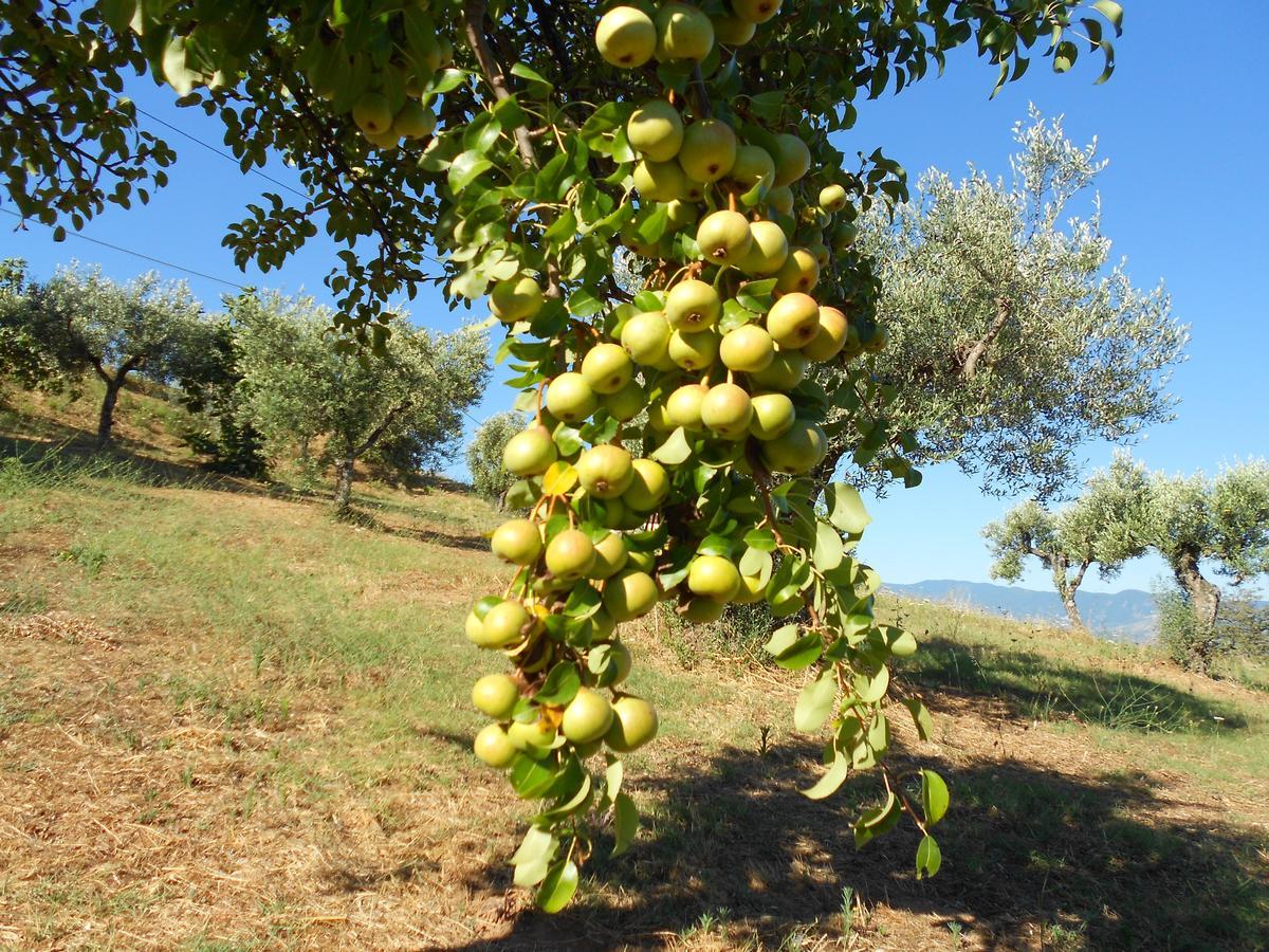 Agriturismo Miracco Atanasio Franco "Il Maniero" Santa Sofia d'Epiro Ngoại thất bức ảnh